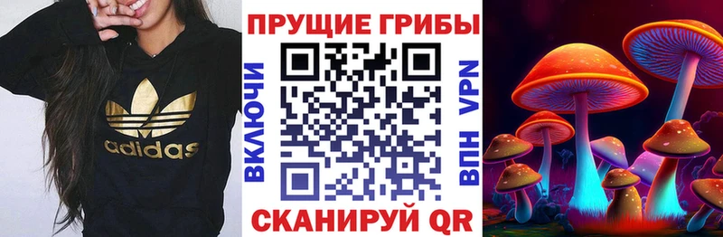 Псилоцибиновые грибы Psilocybine cubensis  даркнет сайт  Покачи 